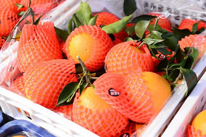 北京新發(fā)地果品市場(chǎng) 蜜桔、愛(ài)媛、贛南臍橙搶“鮮”上市，果香四溢迎雙節(jié)